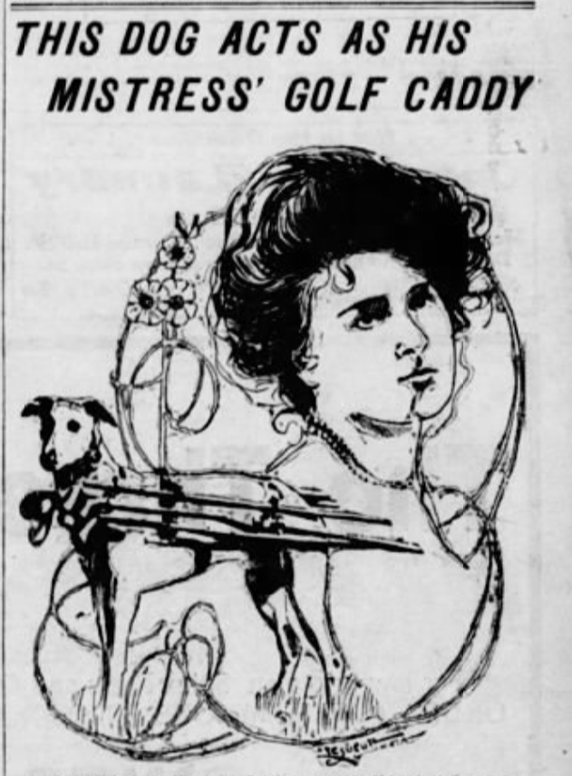 The story of Bob the canine caddy made all the national newspapers. This drawing appeared in the Seattle Star.